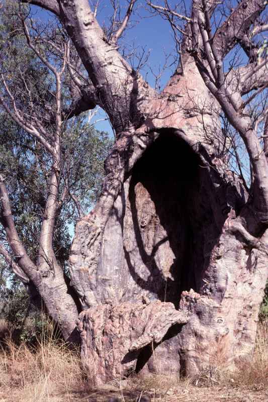 Boab or Baobab tree