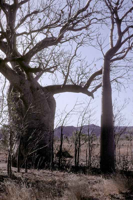 Boab or Baobab tree