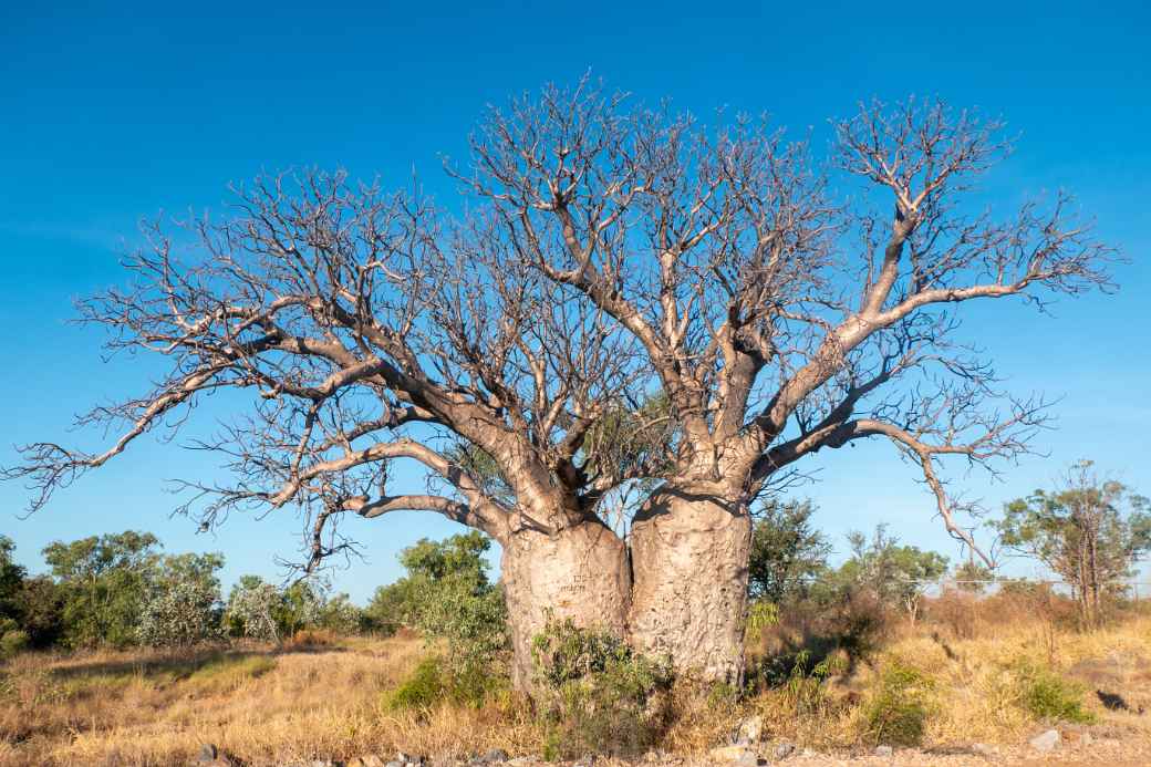 Boab trees