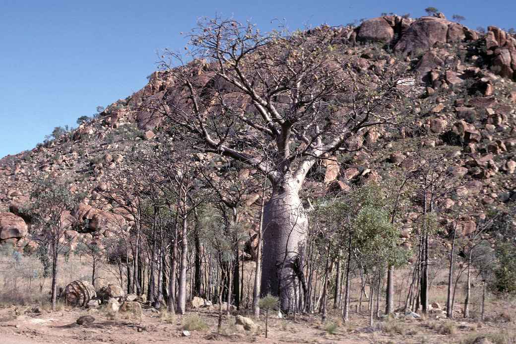 Boab or Baobab tree