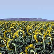 Sunflower plantations