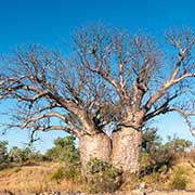 Boab trees