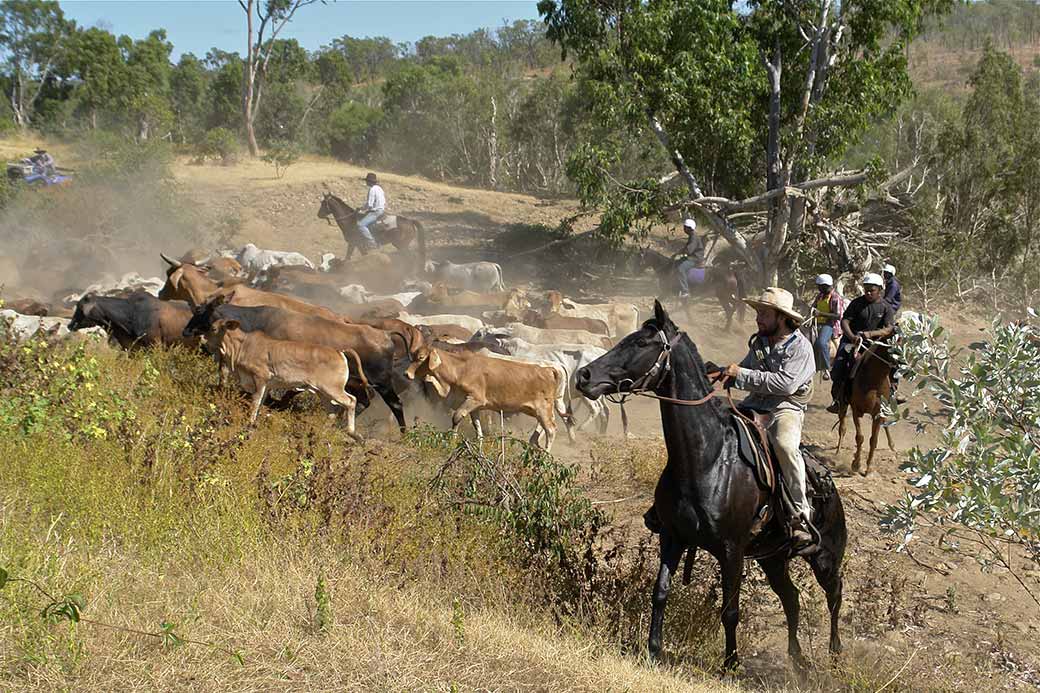 Stockmen on horseback