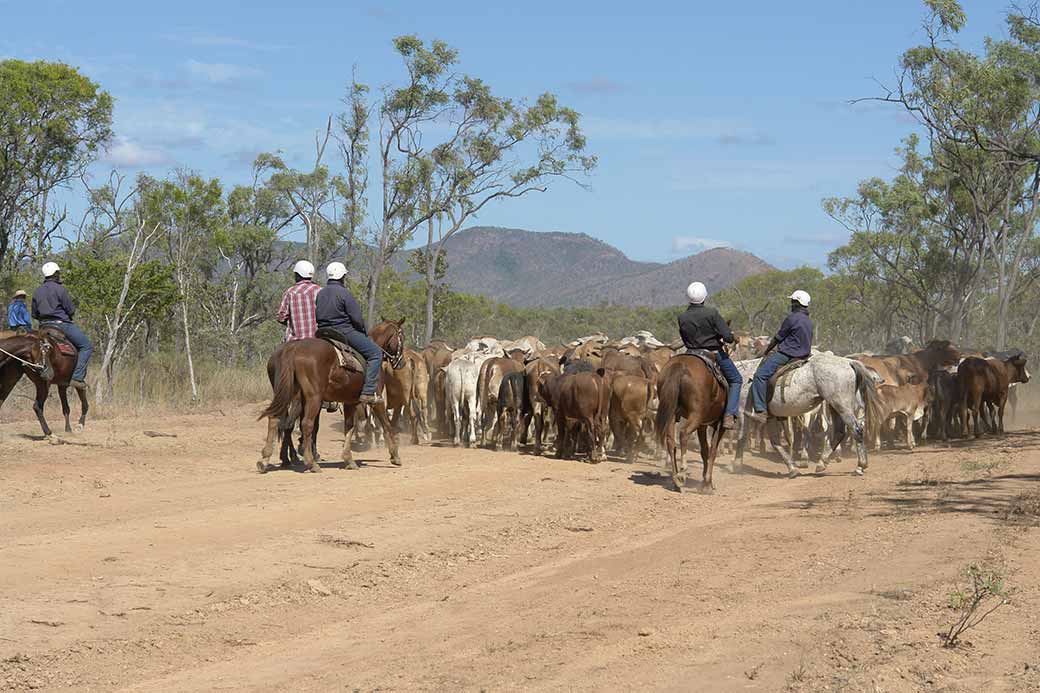 Trainee stockmen