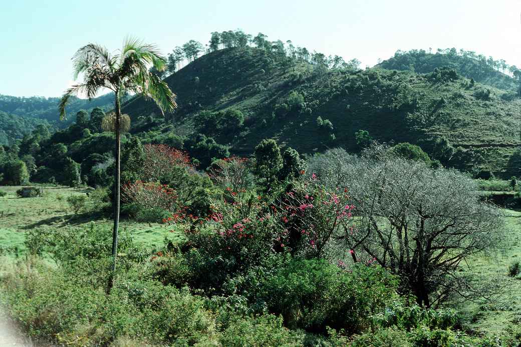 Hills near Murwillumbah