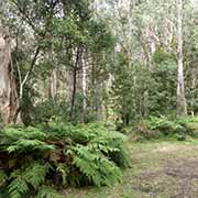 Cathedral of Ferns