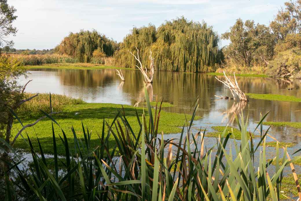 View, Herdsman Lake