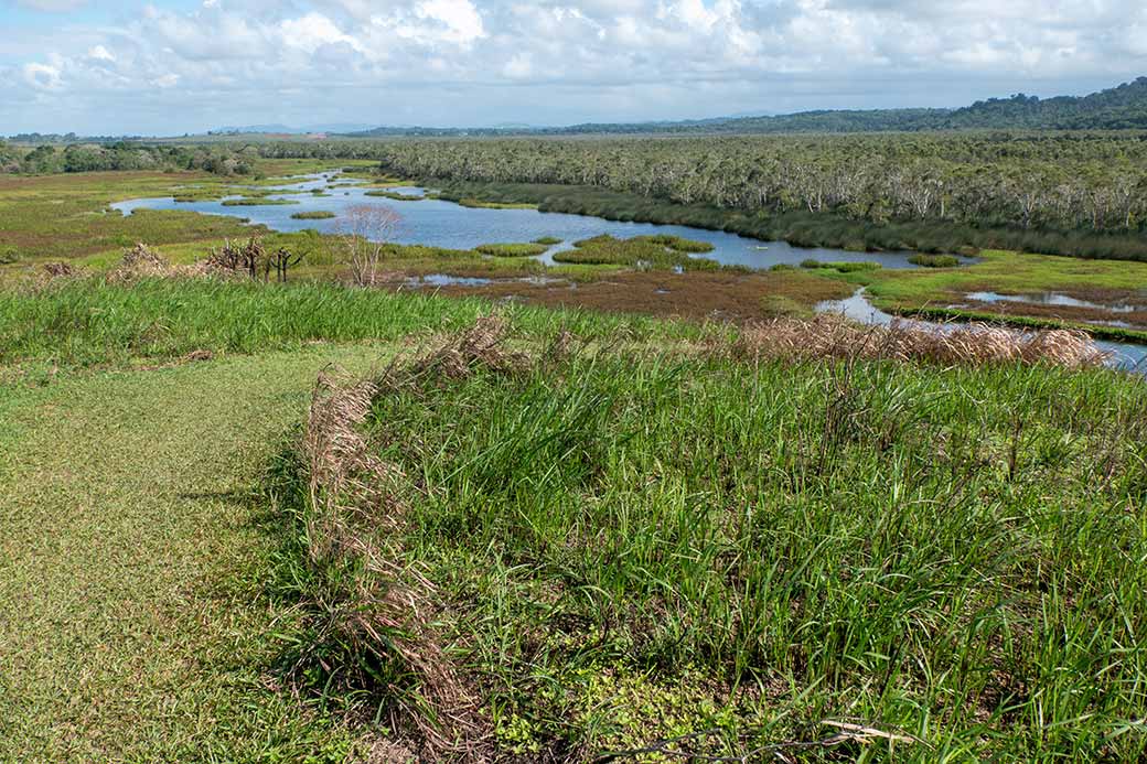 Eubenangee Swamp