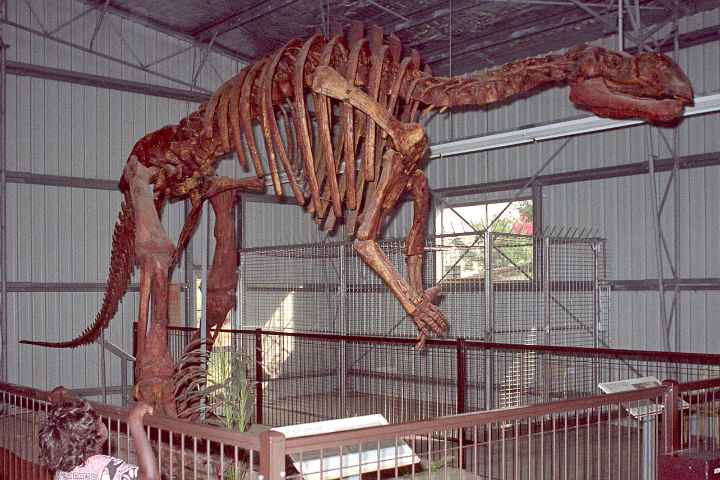 Muttaburrasaurus