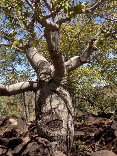 Bottle Tree