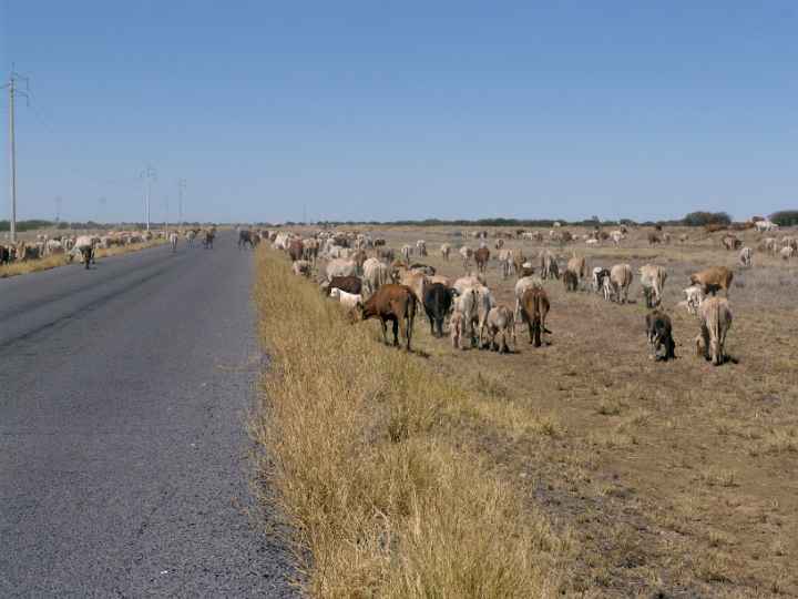 Cattle drive