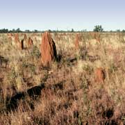 Termite mounds