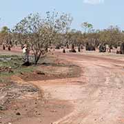 Anthills and cattle along the road