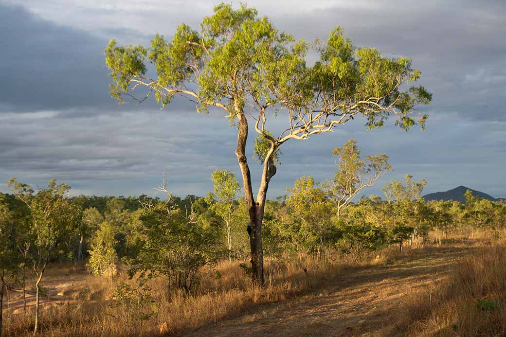 Queensland scrub