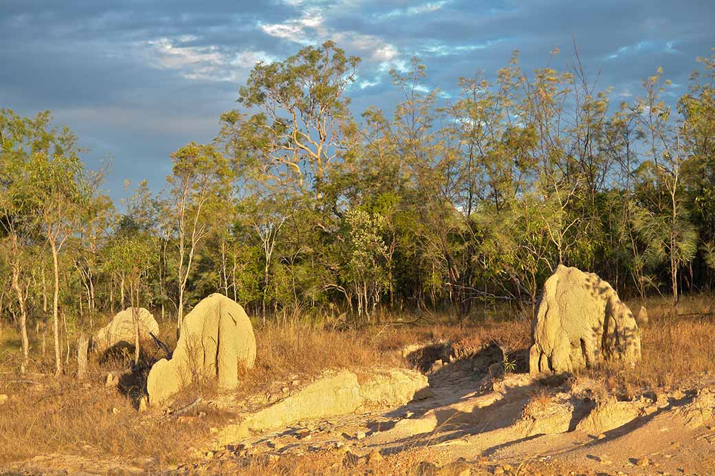 Termite mounds