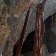 Tree roots in the cave