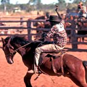 Aboriginal stockman