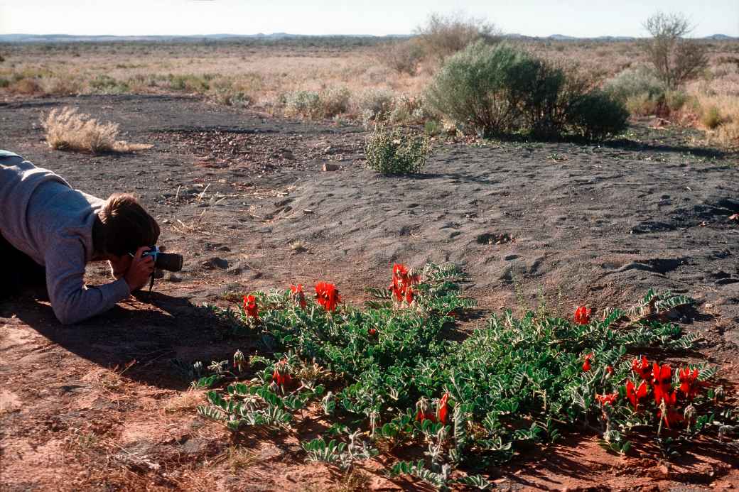 Sturt Desert Pea