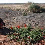 Sturt Desert Pea