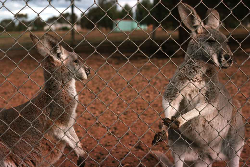 Young kangaroos