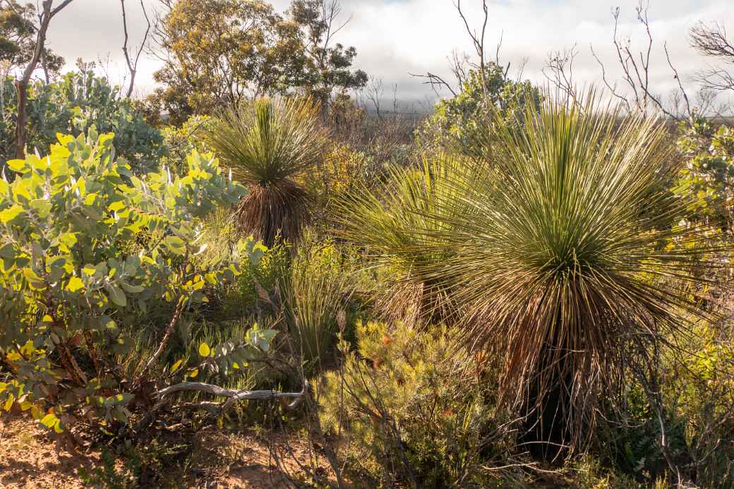 Xanthorrhoea grass trees