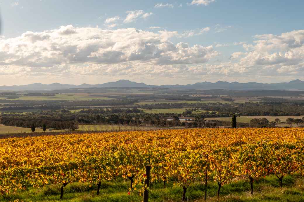 View with vineyards