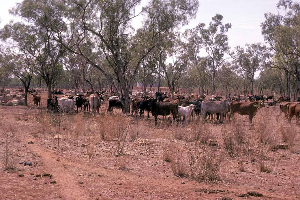 Macarthur River Station