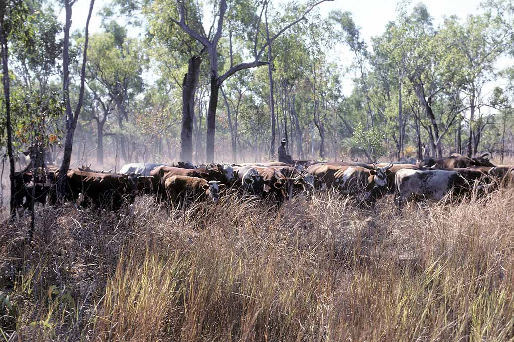 Mustering cattle