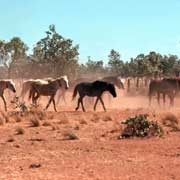 Horses at the stock camp