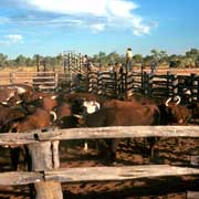 7 Mile bore Stockyard