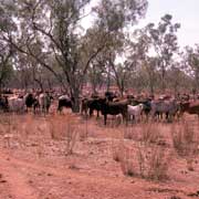 Macarthur River Station