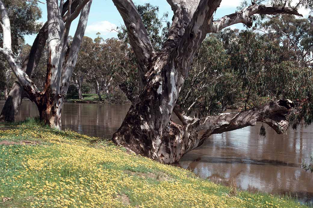 Along the Murray River, near Echuca