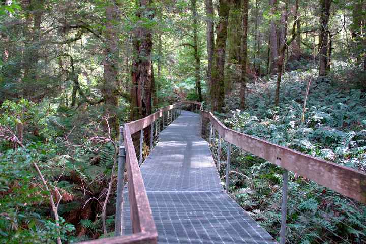 Rainforest Gallery walkway