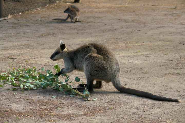 Wallaby in Healesville