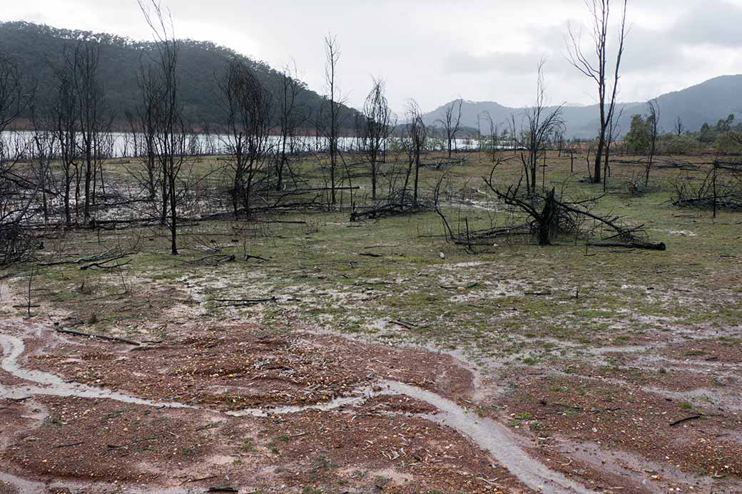 Stockyard Bay, Lake Eildon