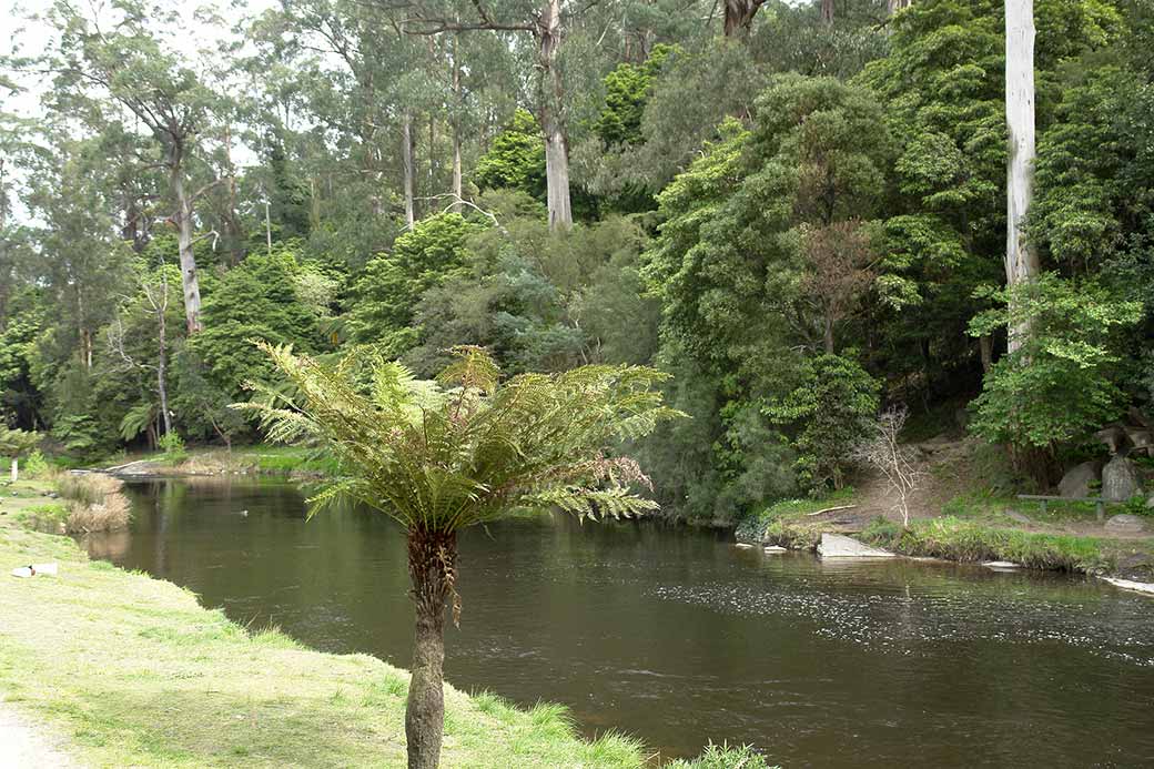 Yarra River, Warburton