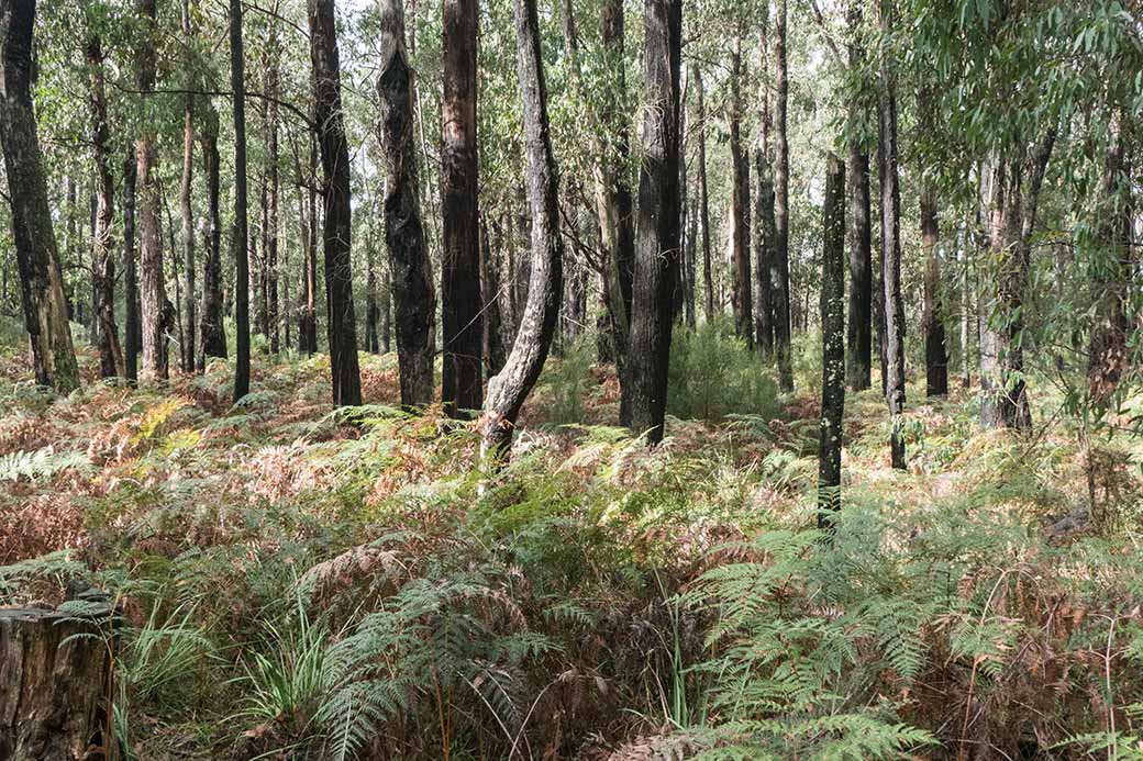 Lyrebird Forest Walk