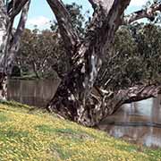 Along the Murray River, near Echuca