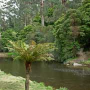 Yarra River, Warburton