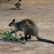 Wallaby in Healesville