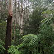 Along Black Spur Drive