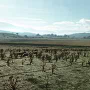 Between Lilydale and Healesville