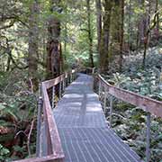 Rainforest Gallery walkway