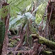 Rainforest Yarra Ranges