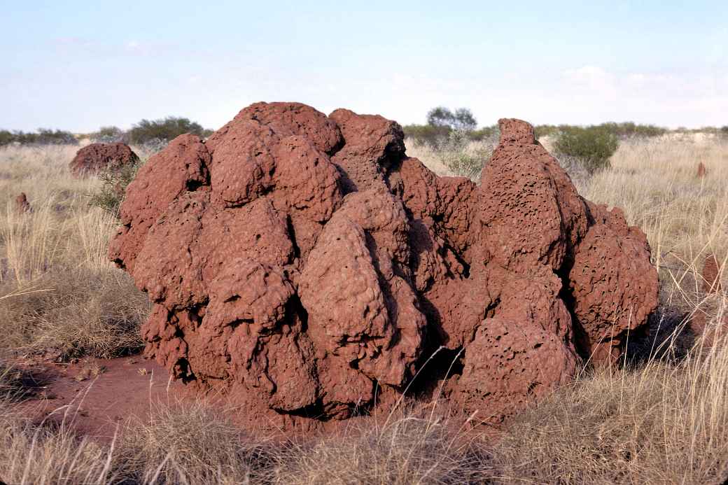 Termite mound