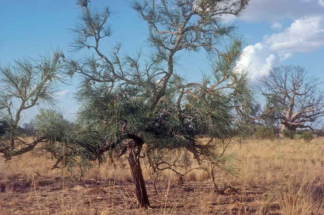 Corkwood tree