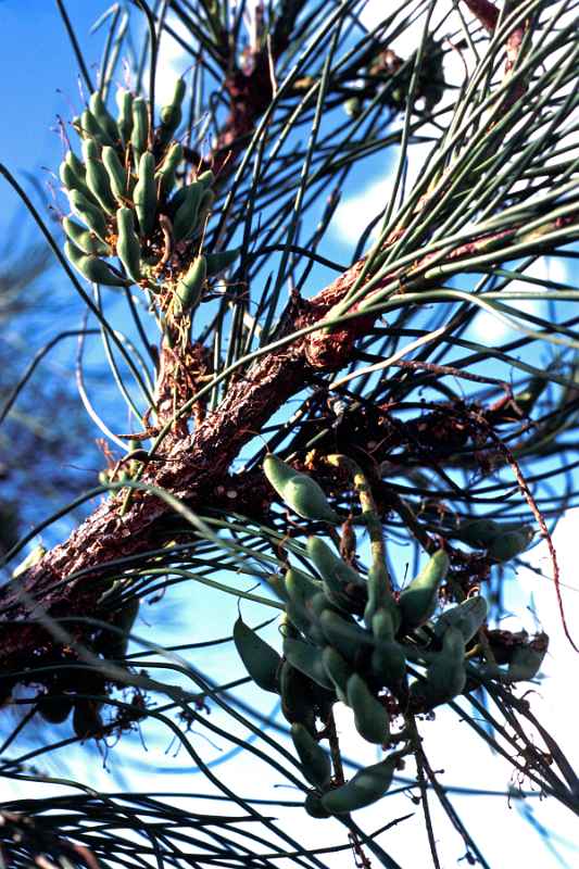 Corkwood tree