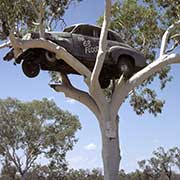 Car in a tree