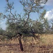 Corkwood tree