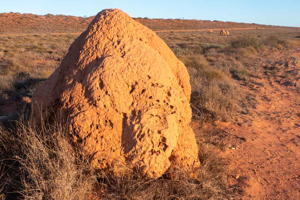 Large termite mound